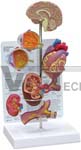 Hypertension Model - mini brain, eye, heart, kidney and artery models (patient education card included)